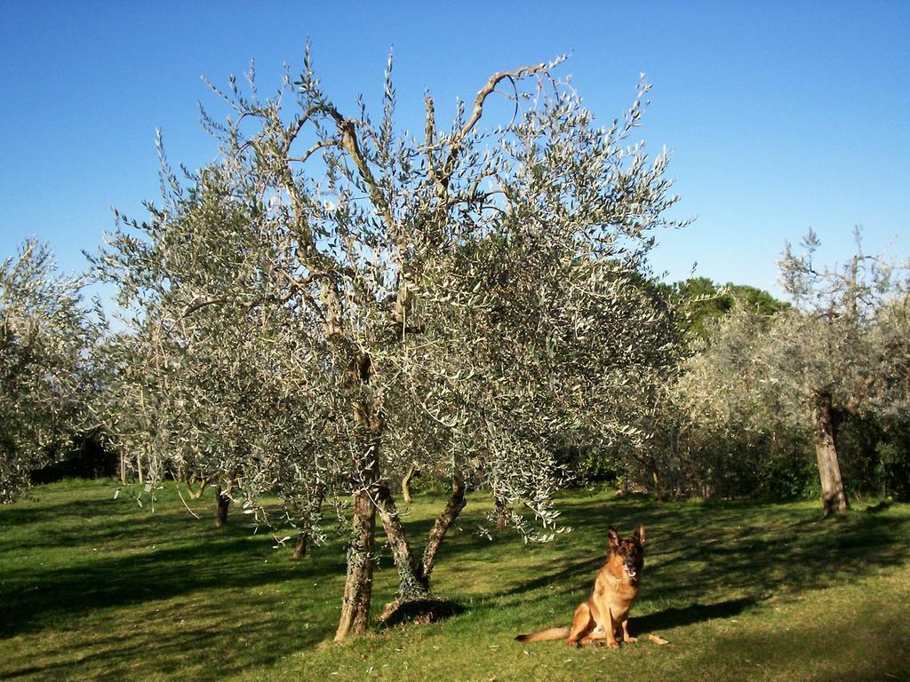 Podere Il Caggio Rooms Сан-Джиминьяно Экстерьер фото